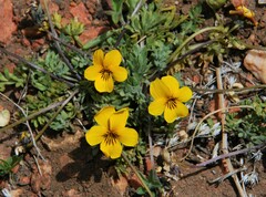 Viola douglasii