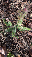 Cirsium pumilum