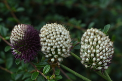 Allium sphaerocephalon