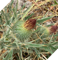 Cirsium echinatum