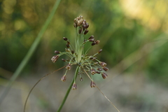 Allium paniculatum