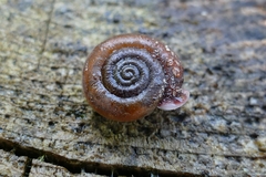 Helicodonta obvoluta