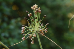 Allium paniculatum