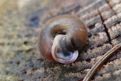 Helicodonta obvoluta