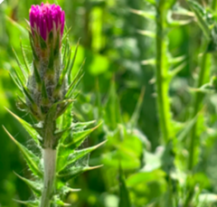 Carduus tenuiflorus