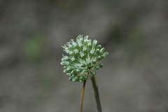 Allium chamaespathum
