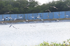 Charadriiformes