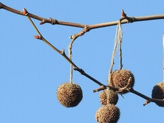 Platanus orientalis