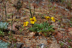 Viola douglasii