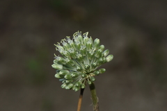 Allium chamaespathum