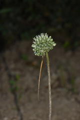 Allium chamaespathum