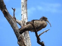 Theristicus caerulescens