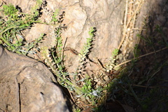Lepidium bonariense