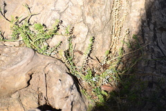 Lepidium bonariense