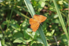 Ariadne ariadne alterna