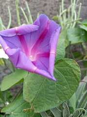 Ipomoea orizabensis