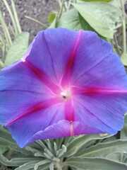 Ipomoea orizabensis
