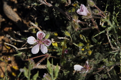 Erodium daucoides
