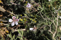 Erodium daucoides