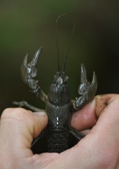 Cambarus