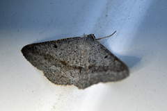 Isturgia penthearia