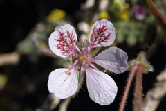 Erodium daucoides