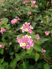 Lantana × strigocamara