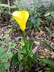 Zantedeschia elliottiana