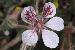 Erodium daucoides