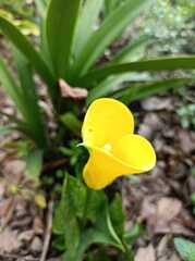 Zantedeschia elliottiana