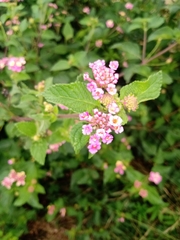Lantana × strigocamara