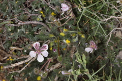 Erodium daucoides