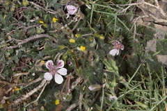 Erodium daucoides
