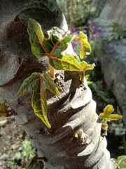 Vasconcellea pubescens