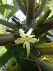 Vasconcellea pubescens