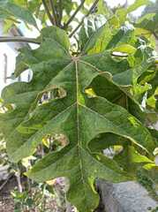 Vasconcellea pubescens