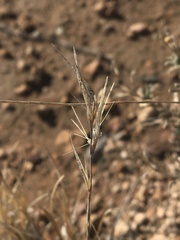 Scleropogon brevifolius