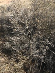 Panicum hallii