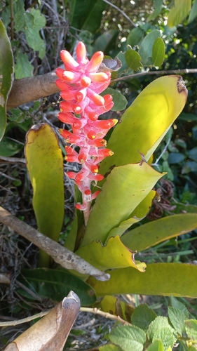 Aechmea kertesziae (Aechmea kertesziae)