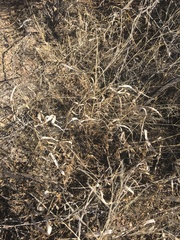 Panicum hallii