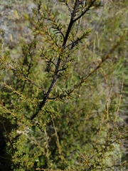 Kunzea serotina
