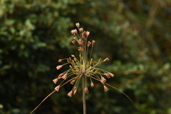 Allium paniculatum