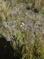 Kunzea serotina