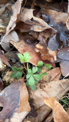 Potentilla canadensis