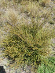 Kunzea serotina