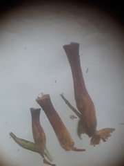 Orthotrichum schimperi