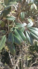 Handroanthus pulcherrimus