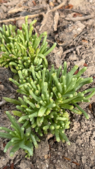 Mesembryanthemum nodiflorum