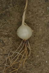Allium paniculatum