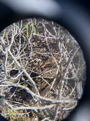 Rallus obsoletus levipes